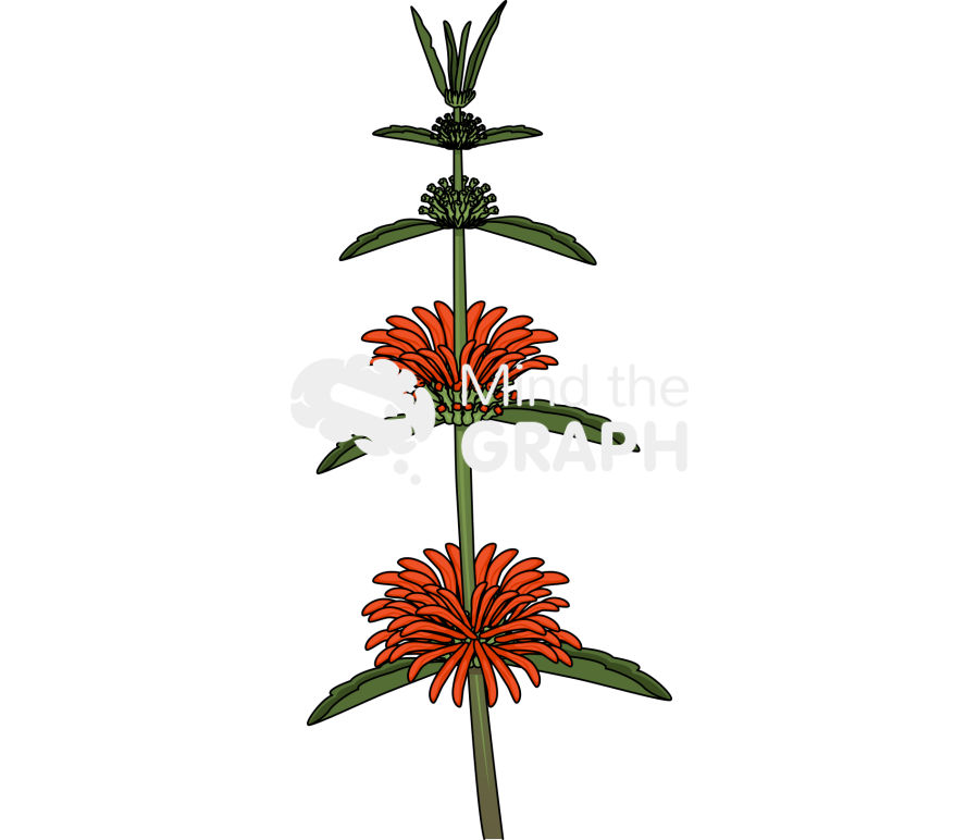 Leonurine leonotis leonurus Icons, Symbols, Pictures, and Images