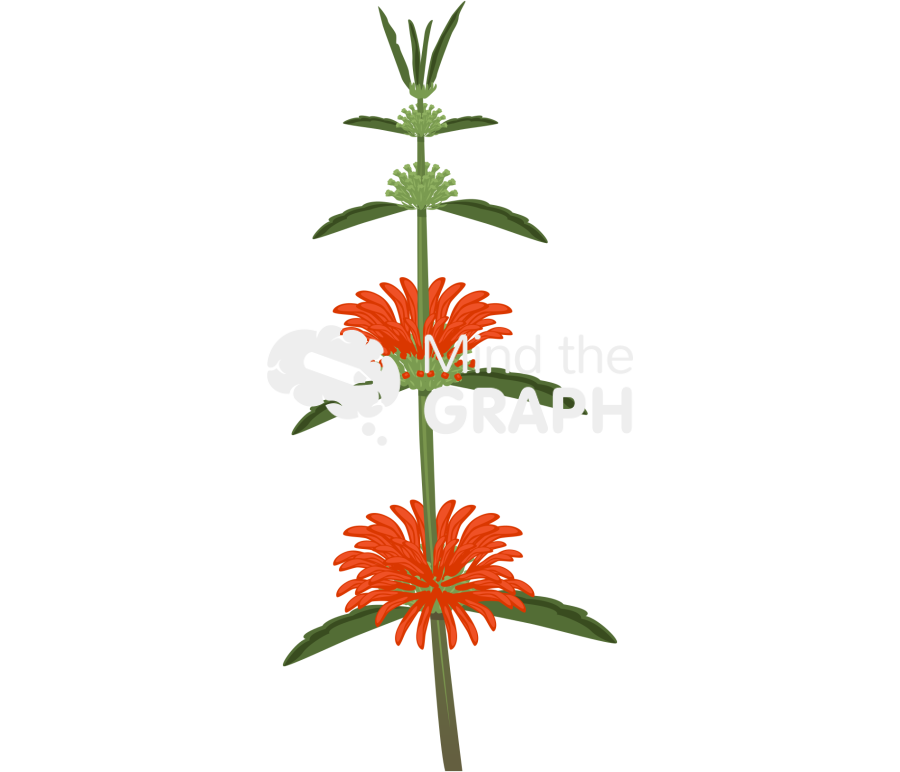 Leonurine leonotis leonurus Icons, Symbols, Pictures, and Images