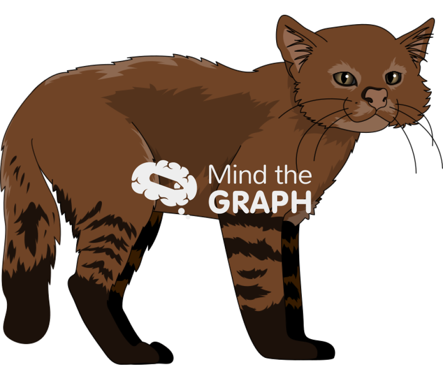 Leopardus colocolo pampas cat Icons, Symbols, Pictures, and Images