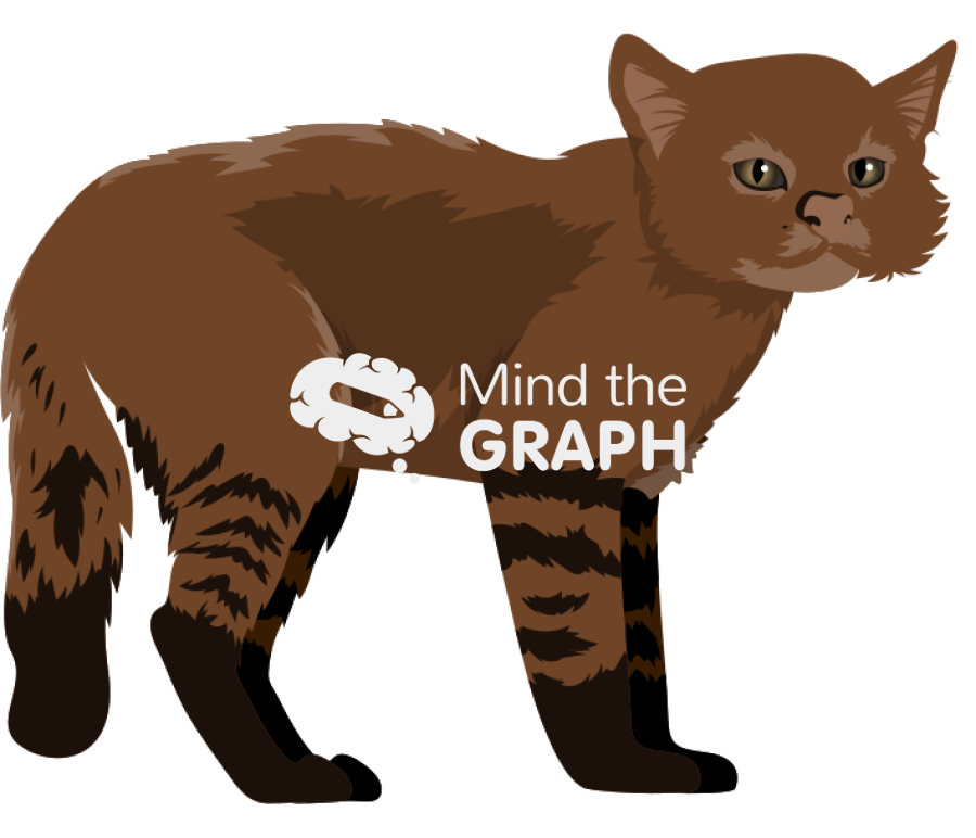 Leopardus colocolo pampas cat Icons, Symbols, Pictures, and Images