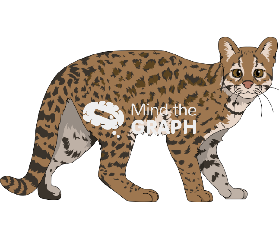 Leopardus tigrinus oncilla Icons, Symbols, Pictures, and Images