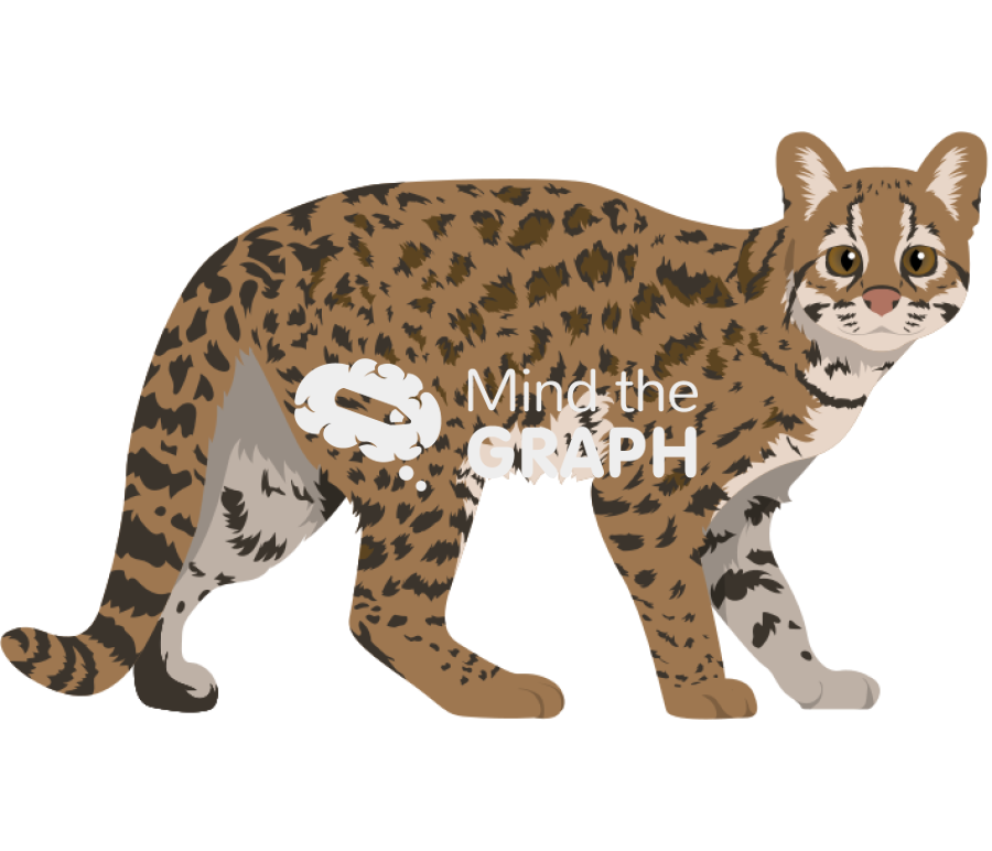Leopardus tigrinus oncilla Icons, Symbols, Pictures, and Images