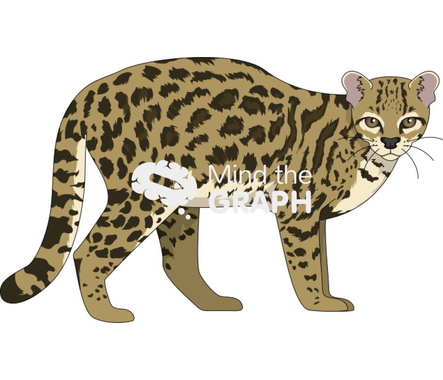 Leopardus wiedii margay Icons, Symbols, Pictures, and Images