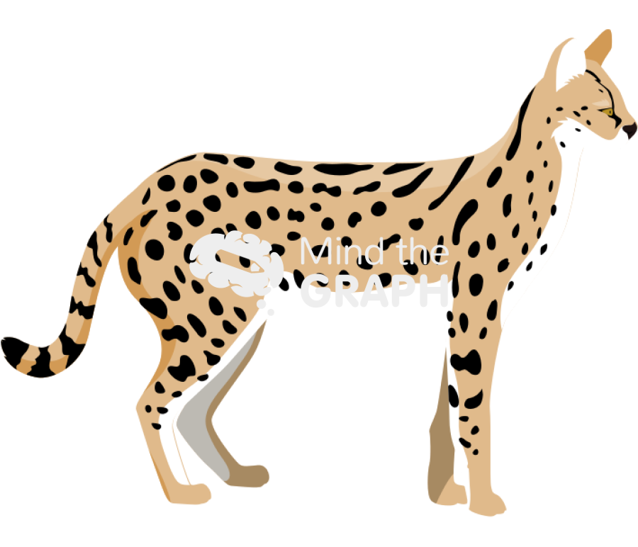 Leptailurus serval lateral Icons, Symbols, Pictures, and Images