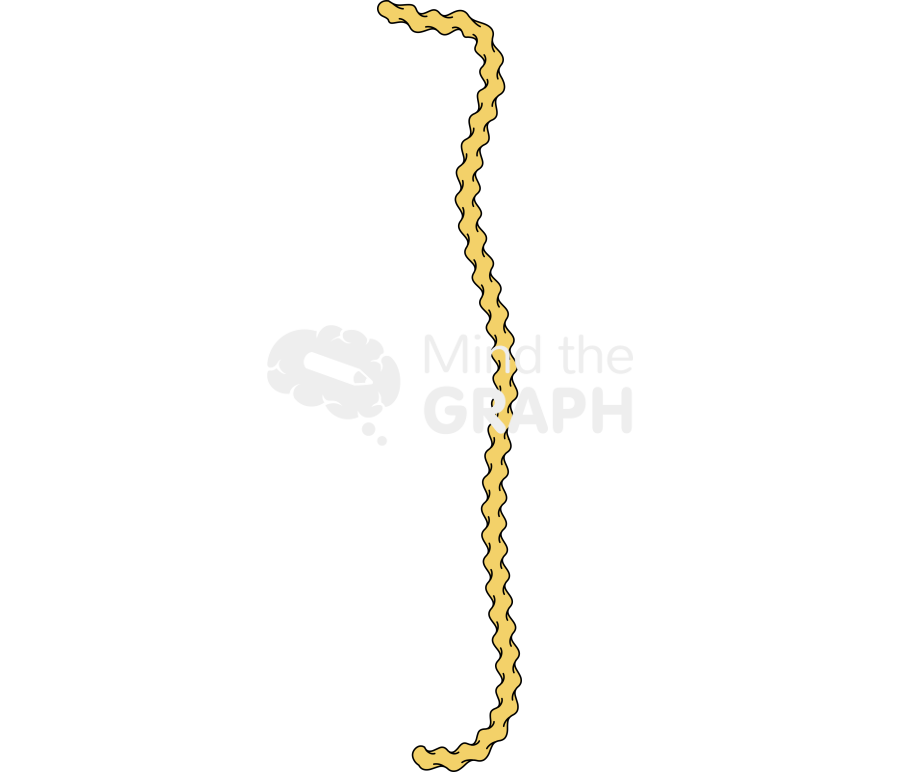 Leptospira 1 Icons, Symbols, Pictures, and Images