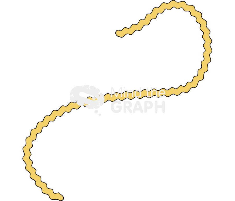 Leptospira 2 Icons, Symbols, Pictures, and Images