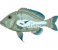 Lethrinus nebulosus fish Icons, Symbols, Pictures, and Images
