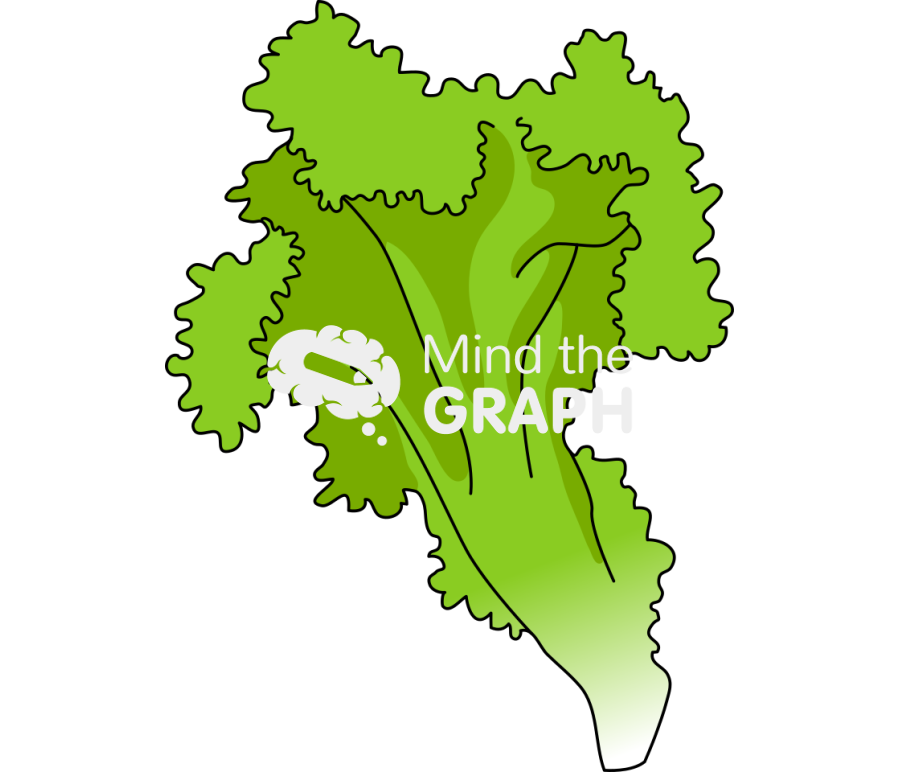 Lettuce leaf Icons, Symbols, Pictures, and Images