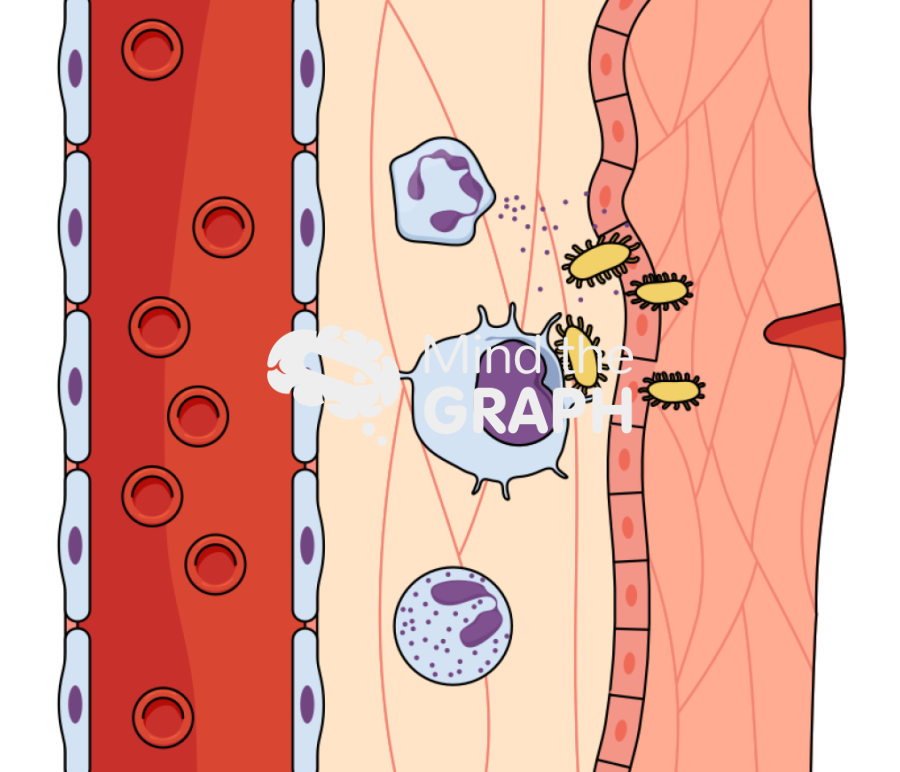 Leukocytes blood pathogens 4 Icons, Symbols, Pictures, and Images