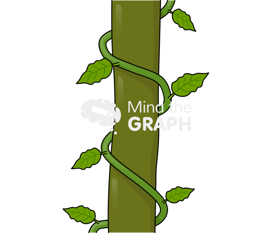 Liana stem scheme plant Icons, Symbols, Pictures, and Images