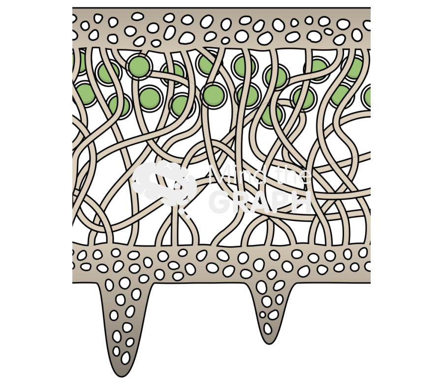 Lichen thallus Icons, Symbols, Pictures, and Images