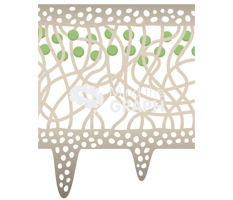 Lichen thallus Icons, Symbols, Pictures, and Images