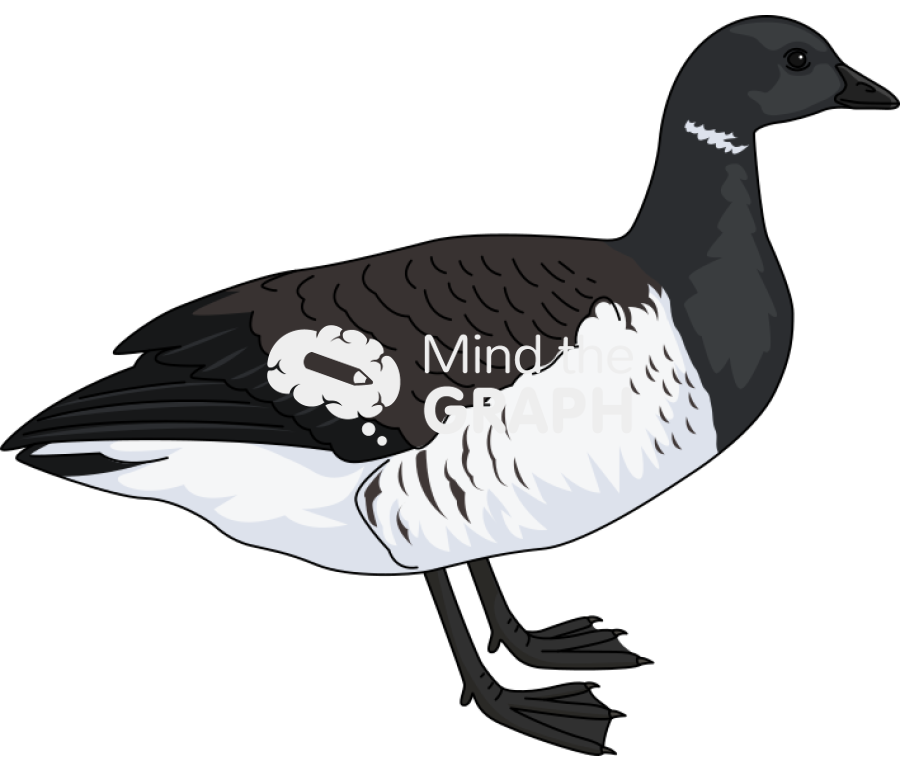 Light bellied brent goose Icons, Symbols, Pictures, and Images
