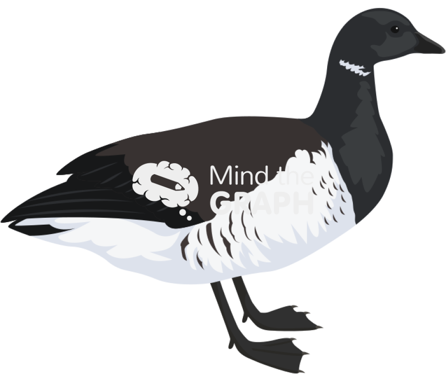Light bellied brent goose Icons, Symbols, Pictures, and Images