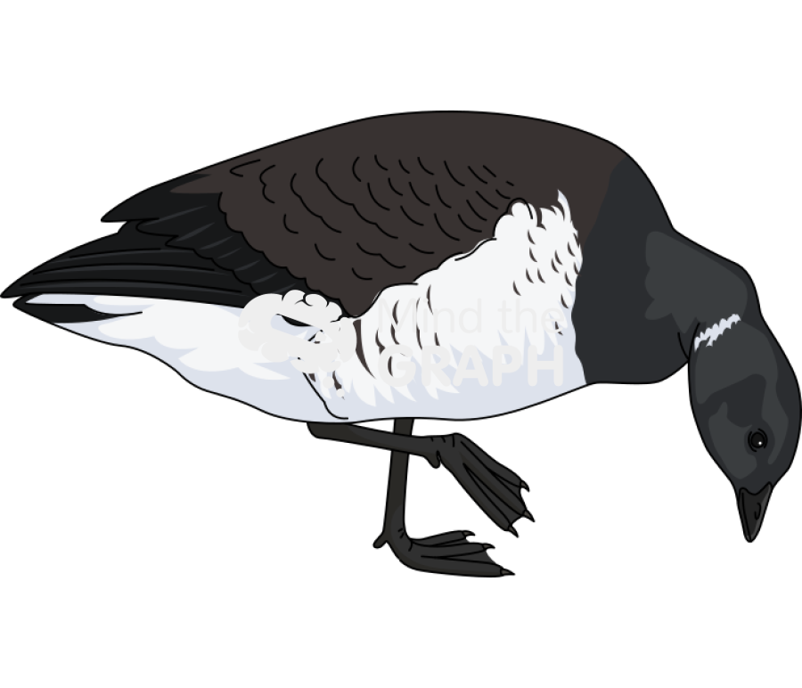 Light bellied brent goose head down Icons, Symbols, Pictures, and Images