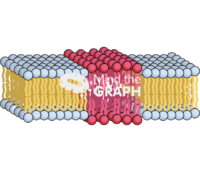 Lipid raft membrane Icons, Symbols, Pictures, and Images