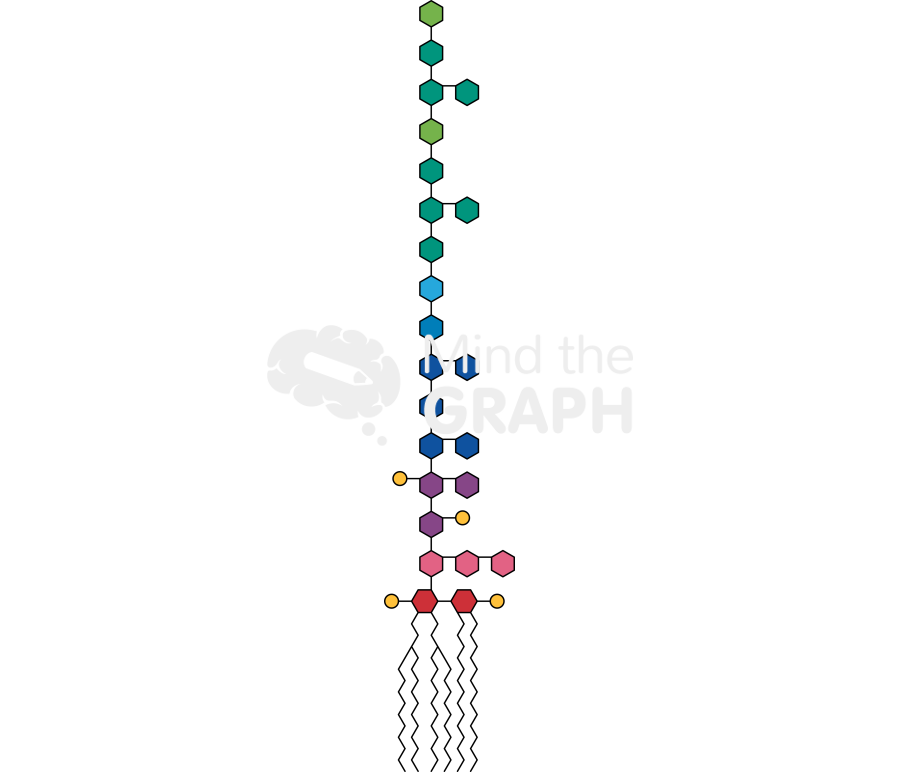 Lipopolysaccharide Icons, Symbols, Pictures, and Images