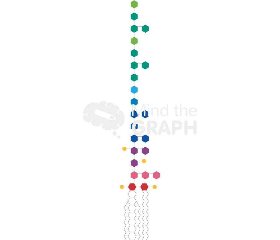 Lipopolysaccharide Icons, Symbols, Pictures, and Images