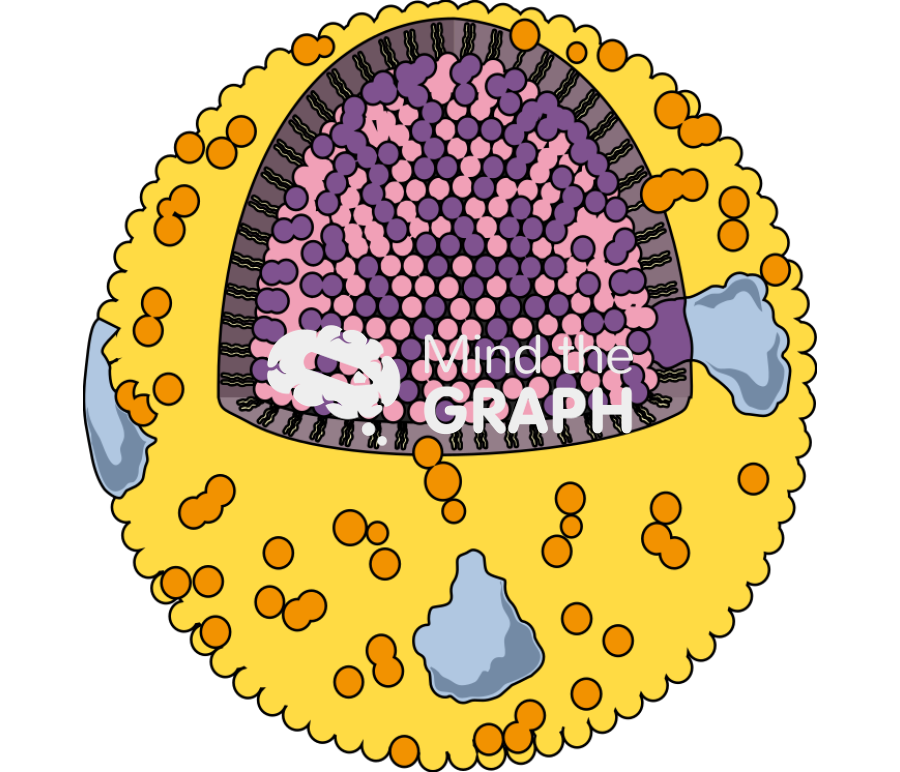 Lipoprotein Icons, Symbols, Pictures, and Images