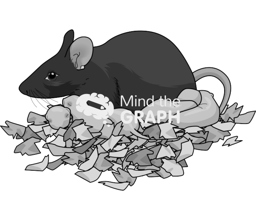 Litter newborn mother c57bi6 black Icons, Symbols, Pictures, and Images