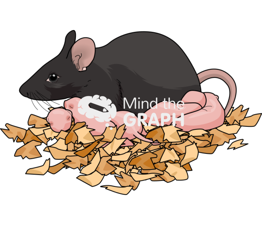 Litter newborn mother c57bi6 black Icons, Symbols, Pictures, and Images