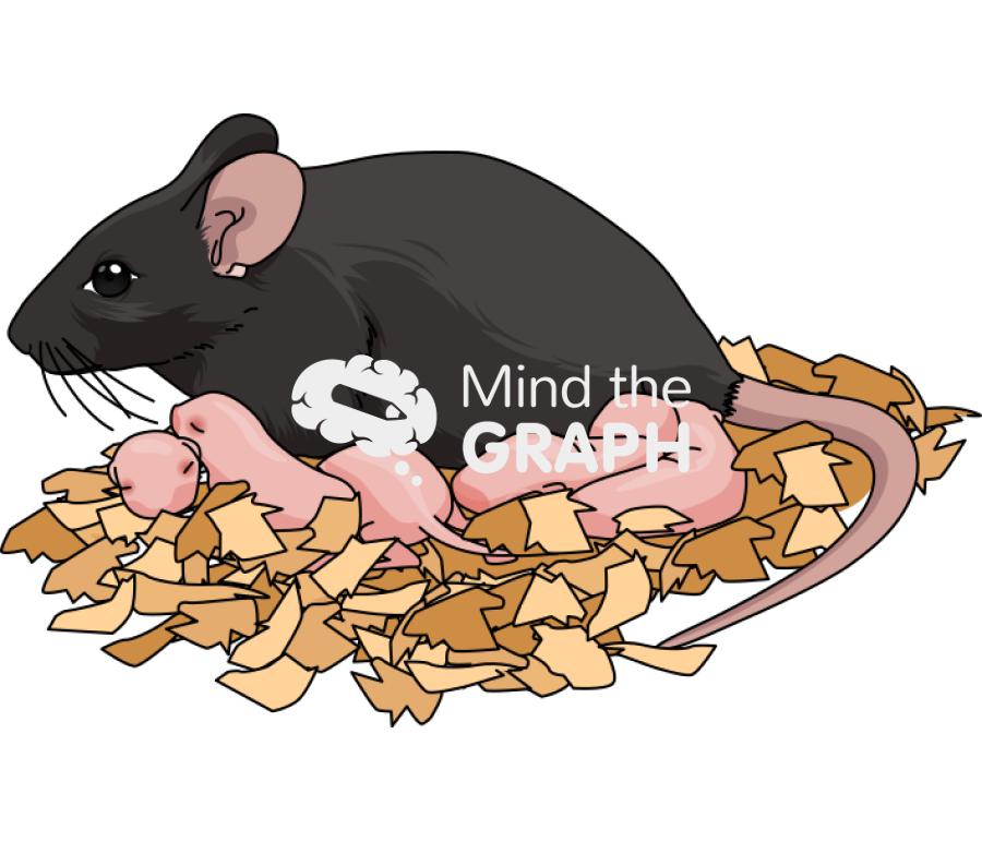 Newborn mother mouse c57bl6 Icons, Symbols, Pictures, and Images