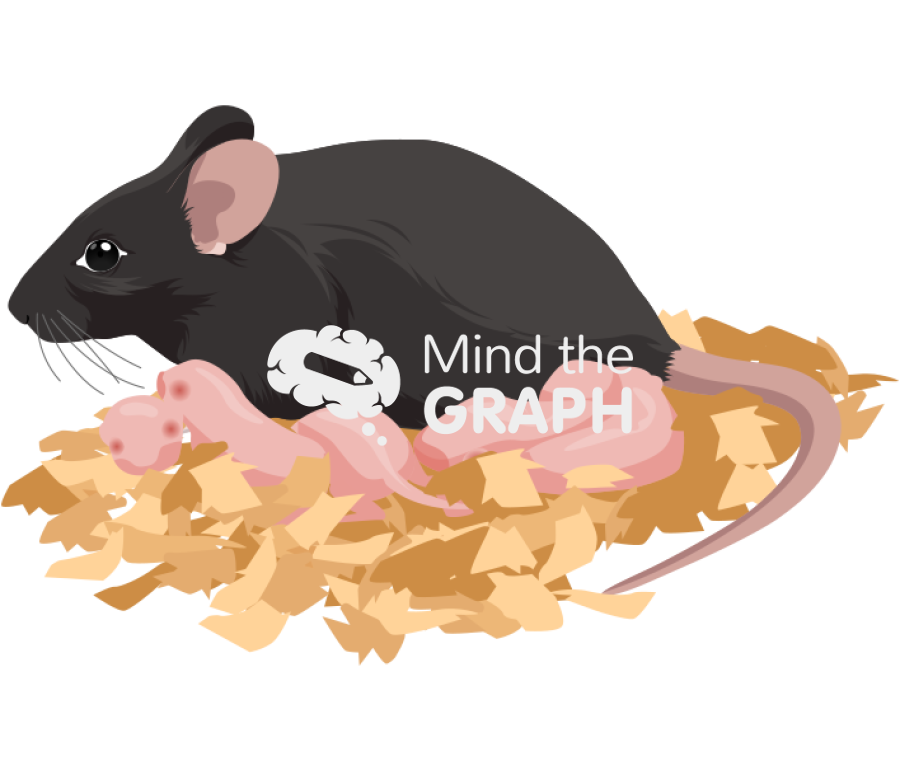 Newborn mother mouse c57bl6 Icons, Symbols, Pictures, and Images