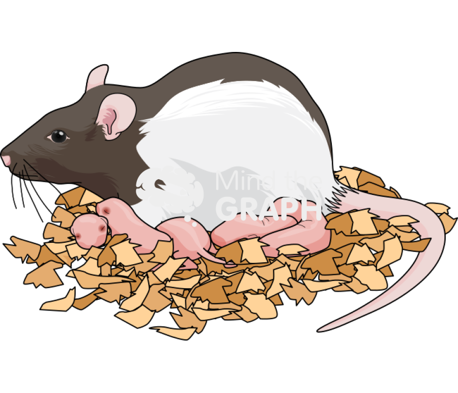 Litter newborn mother rat lister Icons, Symbols, Pictures, and Images