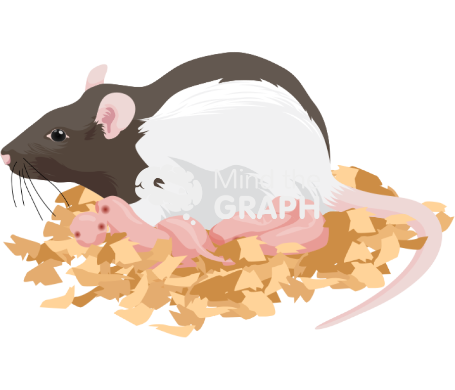Litter newborn mother rat lister Icons, Symbols, Pictures, and Images