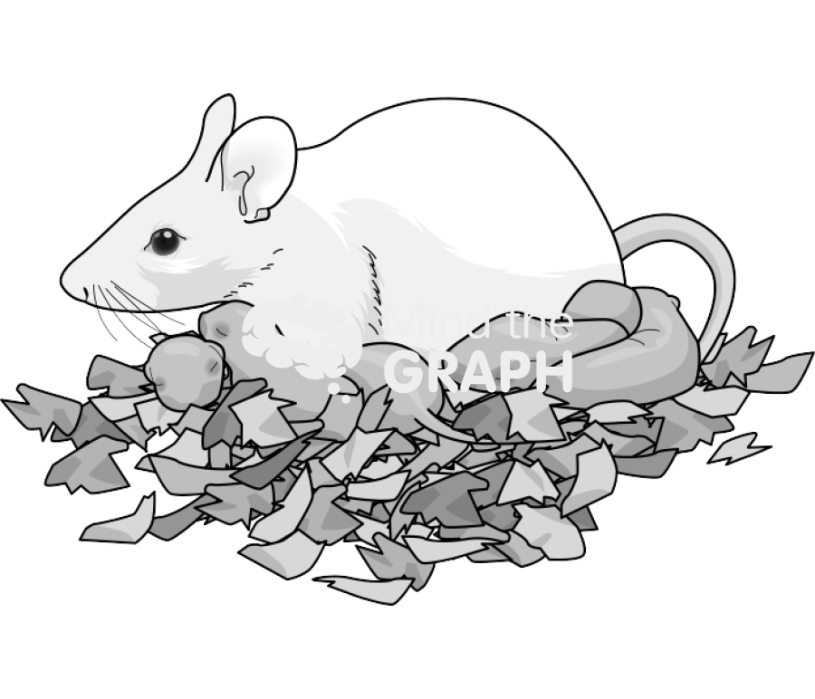 Litter newborn mother swiss white Icons, Symbols, Pictures, and Images