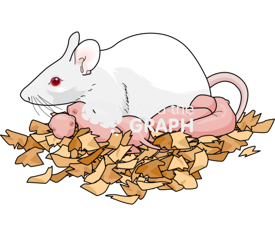 Litter newborn mother swiss white Icons, Symbols, Pictures, and Images