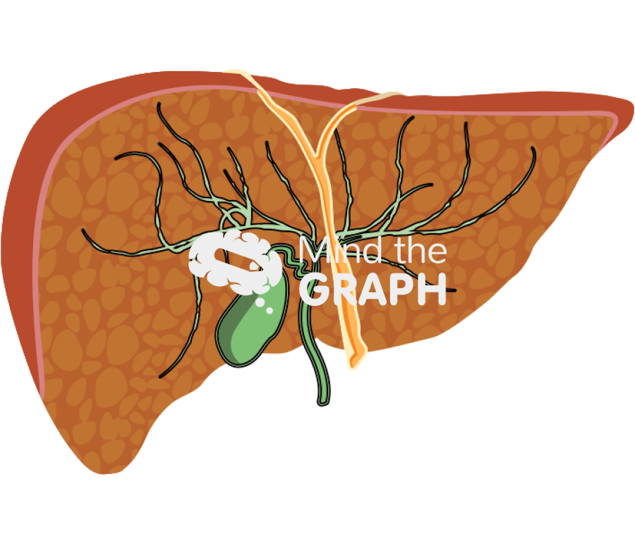 Liver vesicle sclerosing cholangitis cut Icons, Symbols, Pictures, and Images