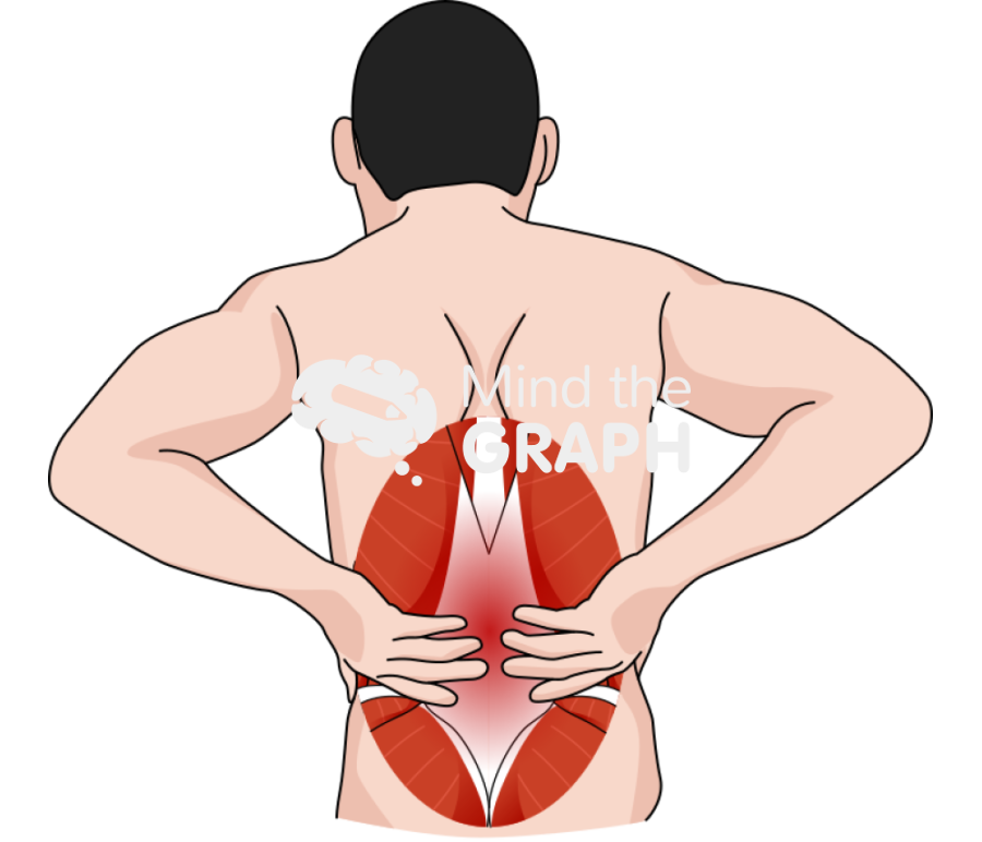 Low back pain body zoom muscles Icons, Symbols, Pictures, and Images