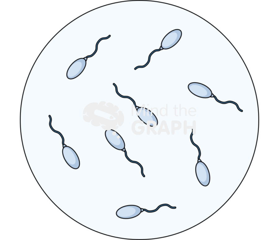 Low sperm count zoom Icons, Symbols, Pictures, and Images