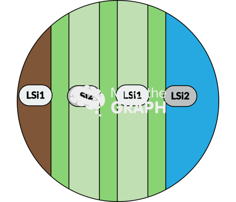 Lsi1 lsi2 transport rice root Icons, Symbols, Pictures, and Images
