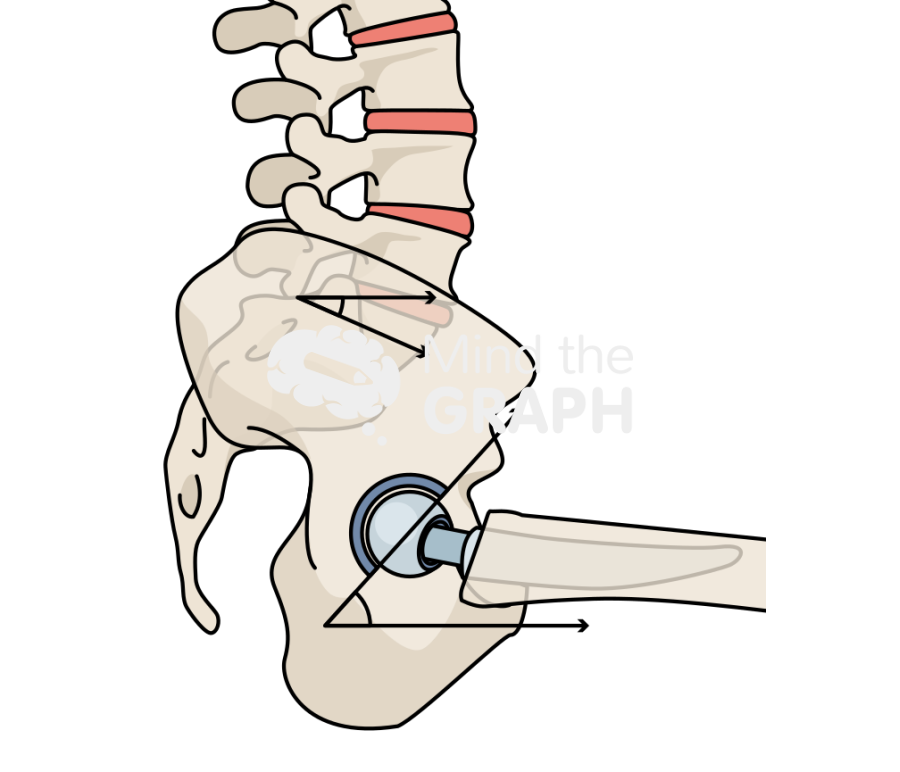 Lumbosacral angles sitting bone full Icons, Symbols, Pictures, and Images
