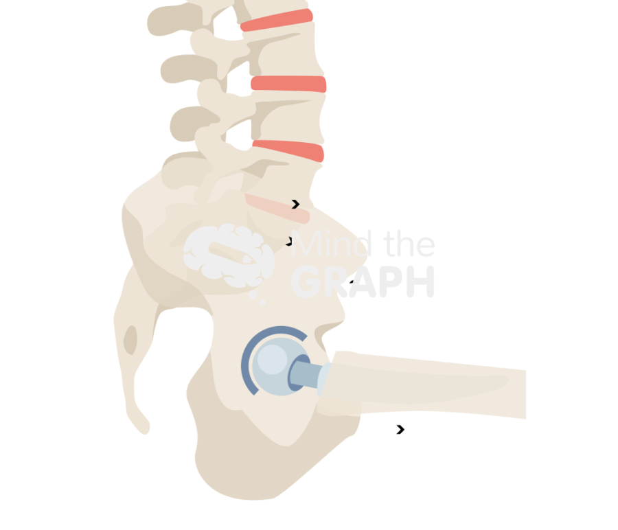 Lumbosacral angles sitting bone full Icons, Symbols, Pictures, and Images