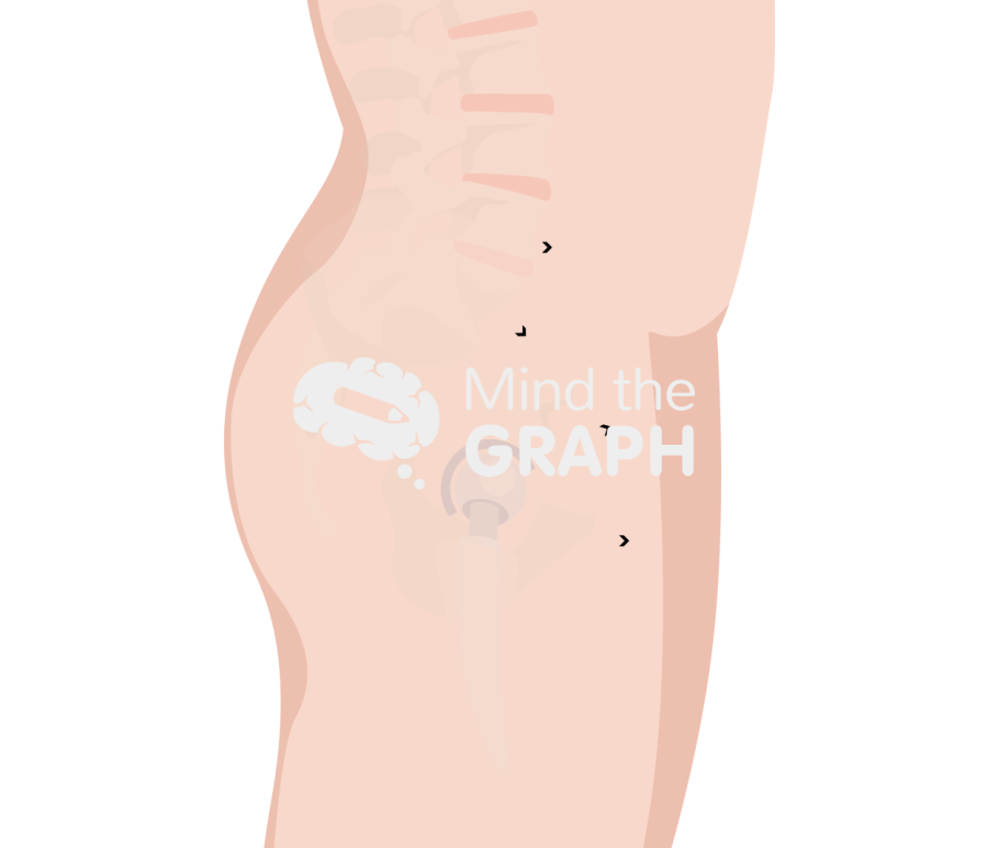 Lumbosacral angles standing body full Icons, Symbols, Pictures, and Images