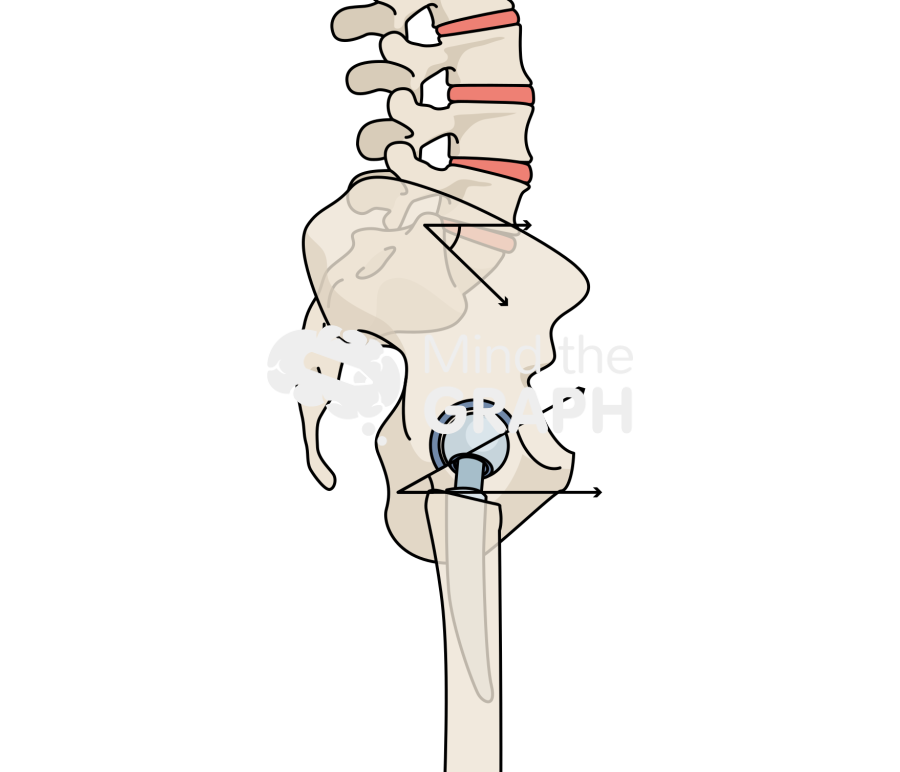 Lumbosacral angles standing bone full Icons, Symbols, Pictures, and Images