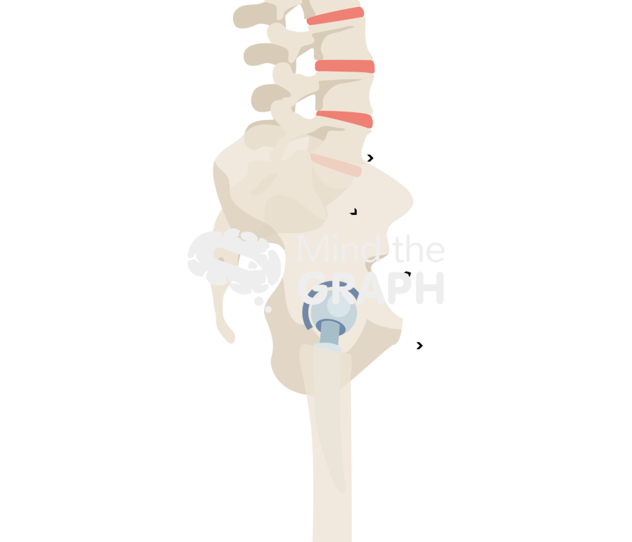 Lumbosacral angles standing bone full Icons, Symbols, Pictures, and Images