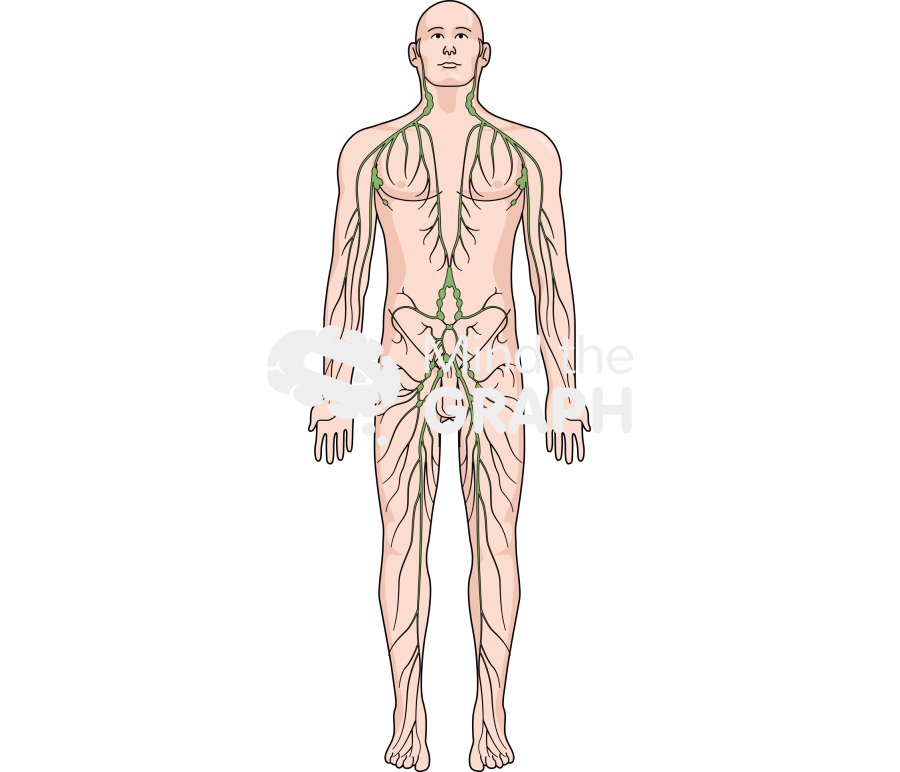 Lymphatic system body man Icons, Symbols, Pictures, and Images