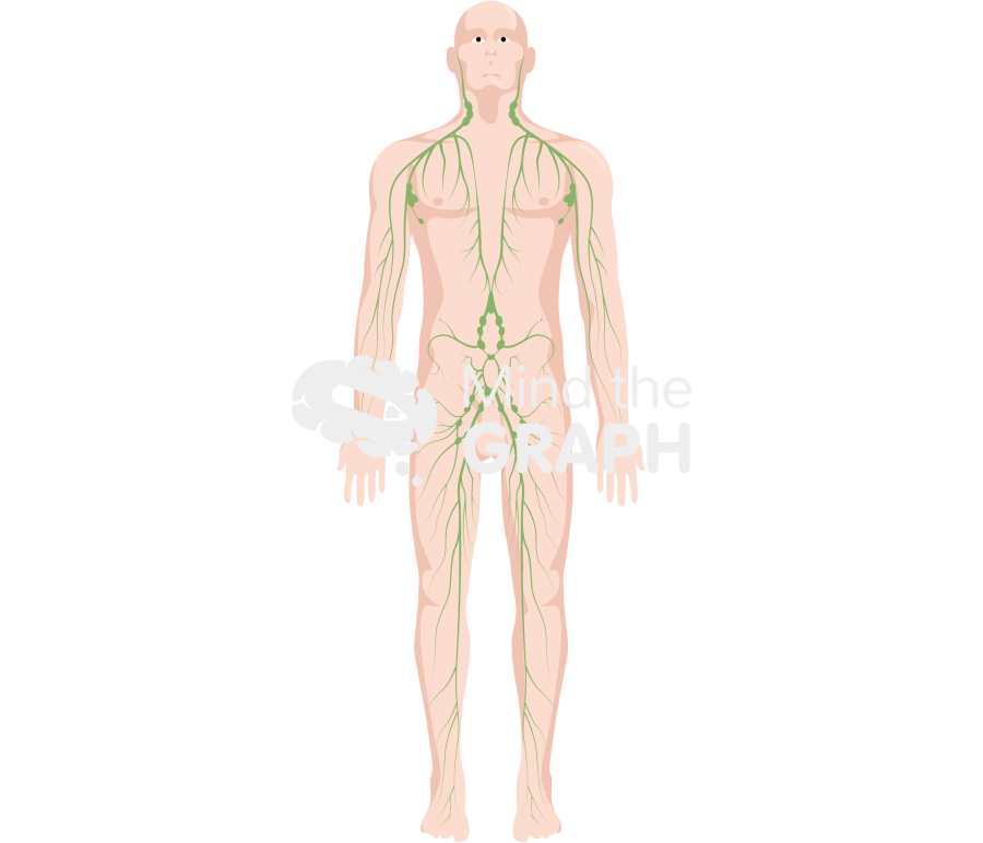 Lymphatic system body man Icons, Symbols, Pictures, and Images