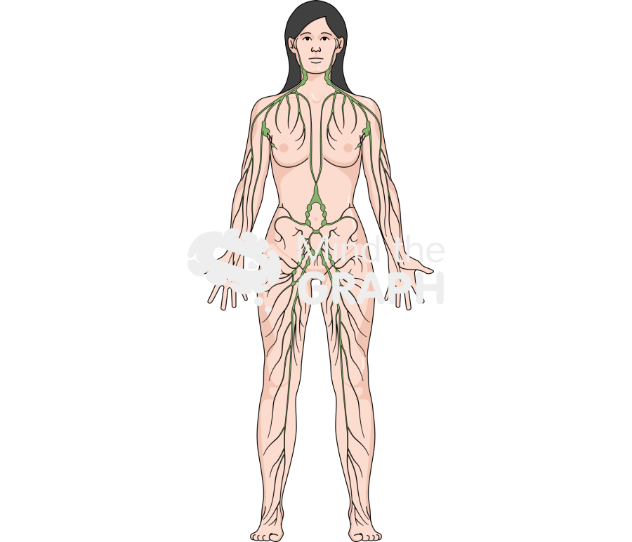 Lymphatic system body woman Icons, Symbols, Pictures, and Images