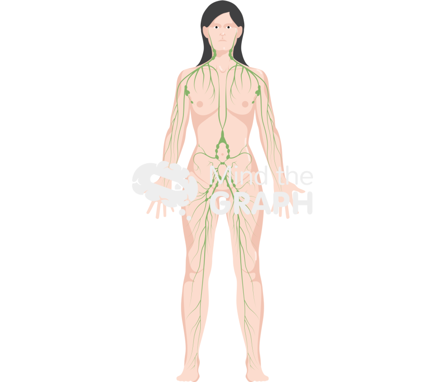 Lymphatic system body woman Icons, Symbols, Pictures, and Images