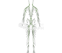 Lymphatic system man - Edit and Customize Icons of Lymphatic system man Lymphatic system man Icons, Symbols, Pictures, and Images