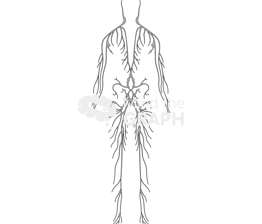 Lymphatic system man Icons, Symbols, Pictures, and Images