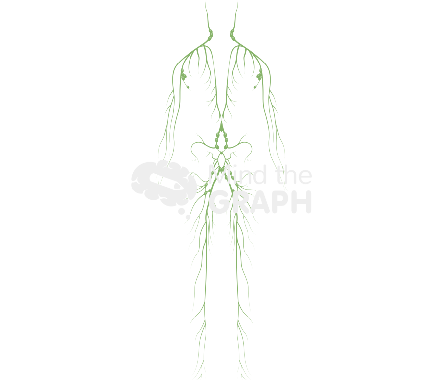 Lymphatic system man Icons, Symbols, Pictures, and Images