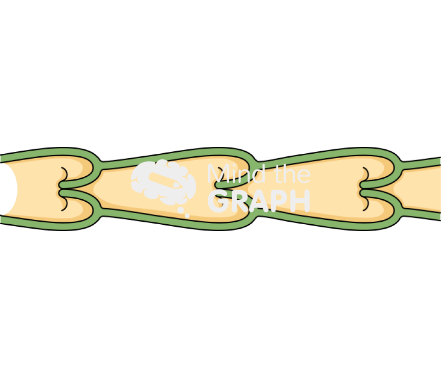 Lymphatic vessel Icons, Symbols, Pictures, and Images