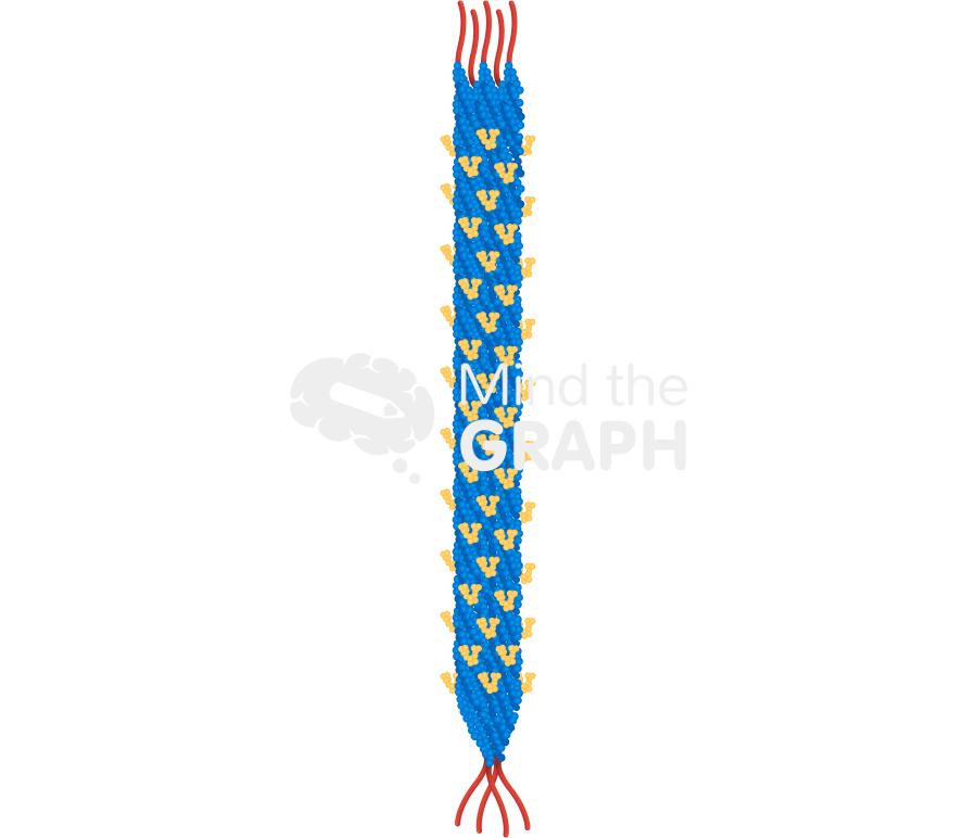 M13 bacteriophage Icons, Symbols, Pictures, and Images