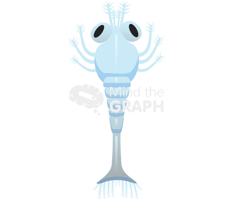 Macrobrachium olfersii larvae dorsal Icons, Symbols, Pictures, and Images